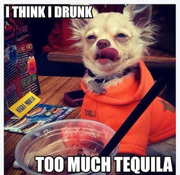 Need Some Salt With These Tequila Memes?