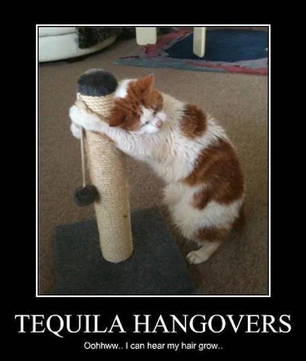 Need Some Salt With These Tequila Memes?
