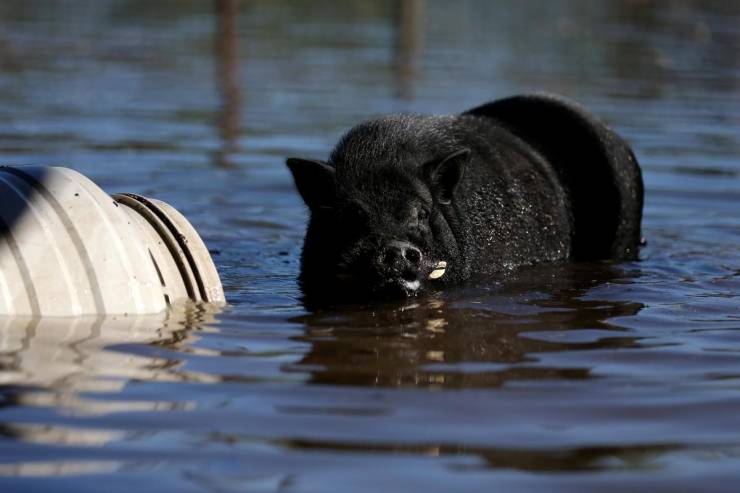 Dreadful Aftermath Of Delta And Laura, The Hurricanes