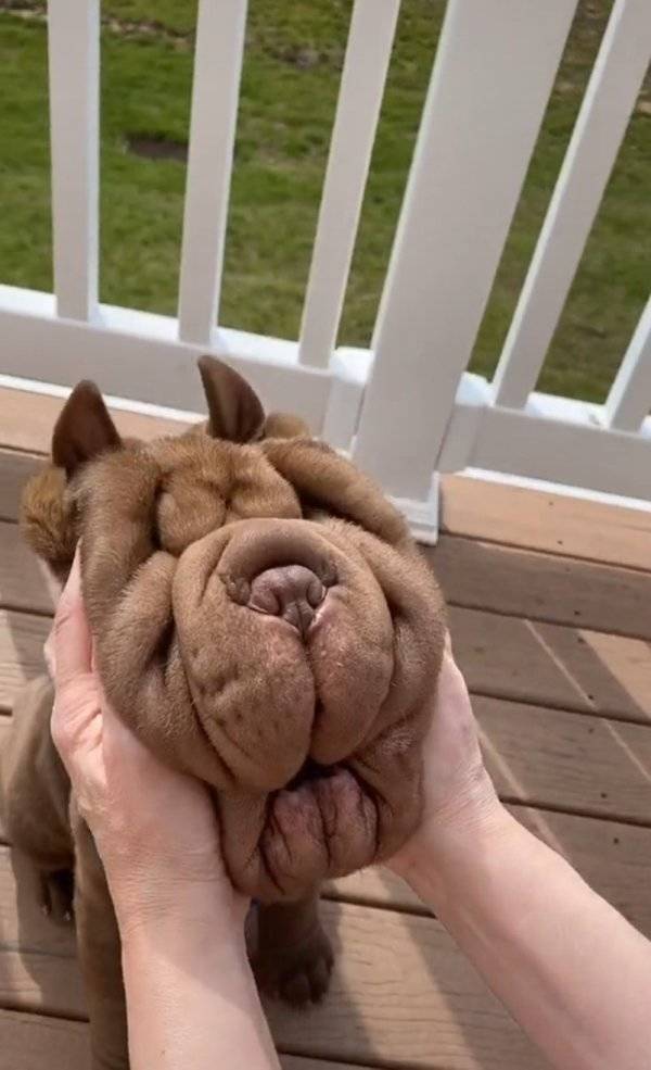 What Happens When Men See Boobs…