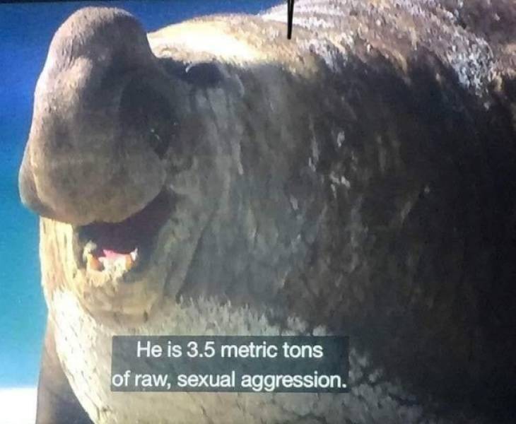 Yeah, You Like These Sex Memes!