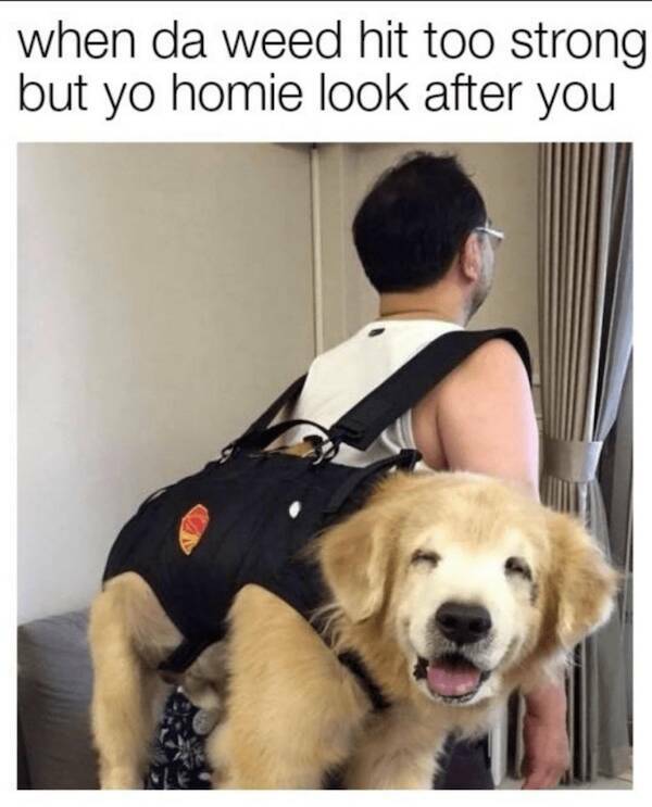 These Memes Are Way Too High!