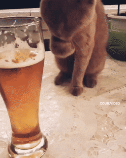 Drinking Never Stops…