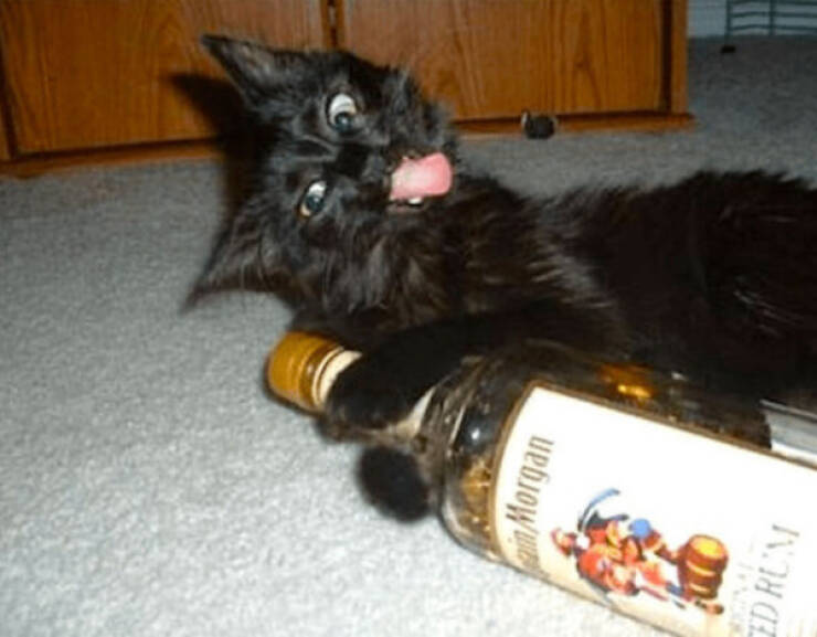 How Wasted Are They?!