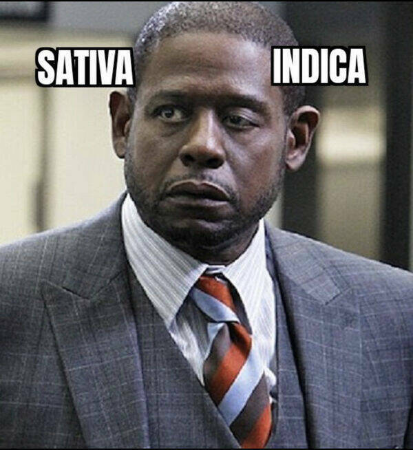 These Memes Are Higher Than The Sky…