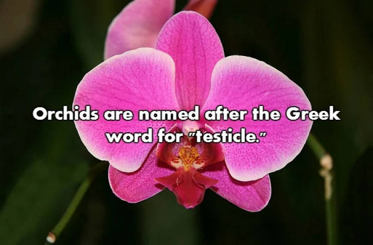 Fascinating NSFW Facts