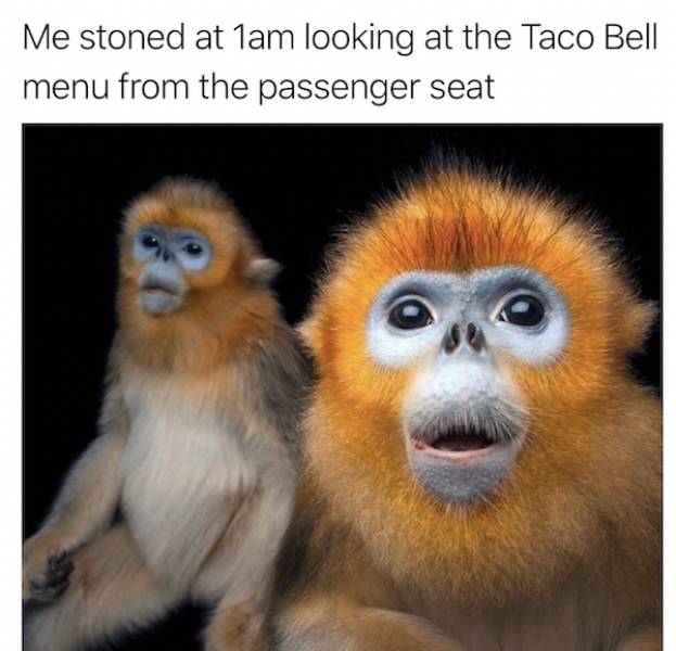 Memes That Perfectly Capture The Stoner Experience