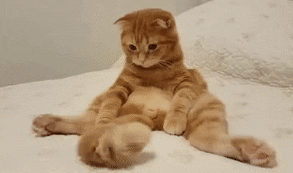 Surprising Penis Facts You Never Knew