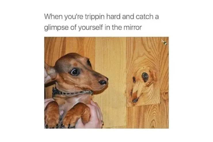 These Memes Are Already Stoned