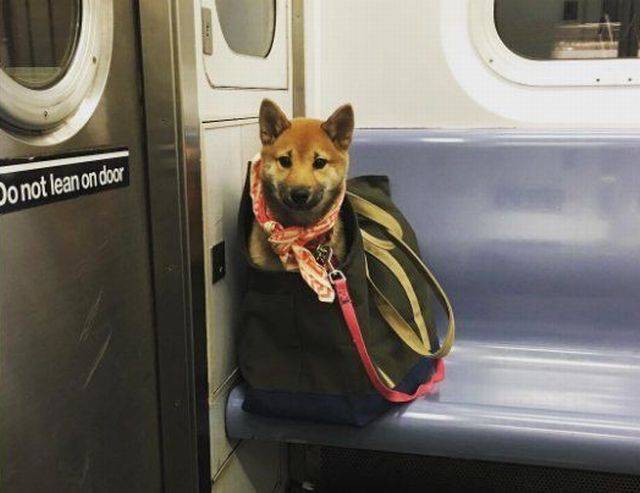 Dogs Are Not Allowed In NYC Subways Anymore… But People Don’t Care