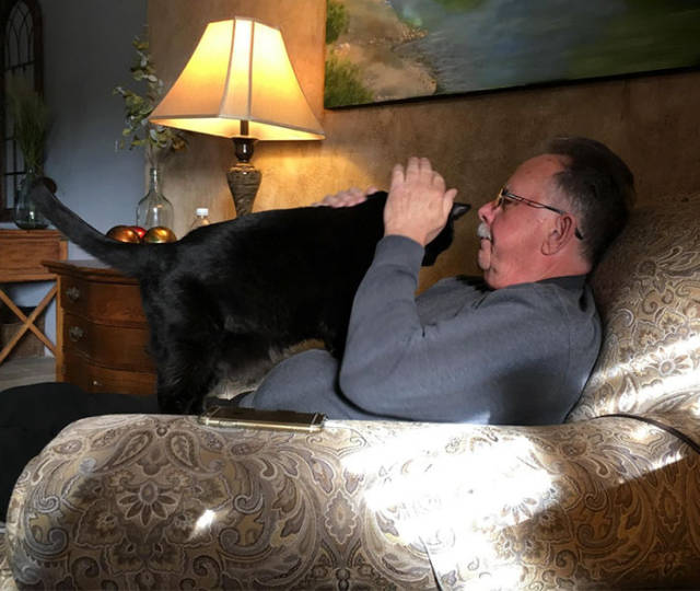 No One Can Hate Cats Forever!