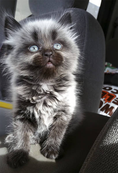 No One Can Hate Cats Forever!