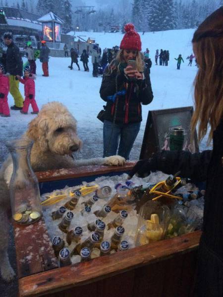 Hilarious Drunk and Wasted People