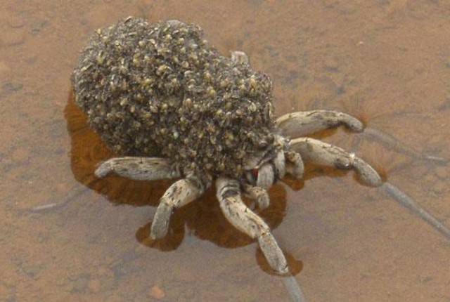 Australia: Yes Or No? Hard Decision!