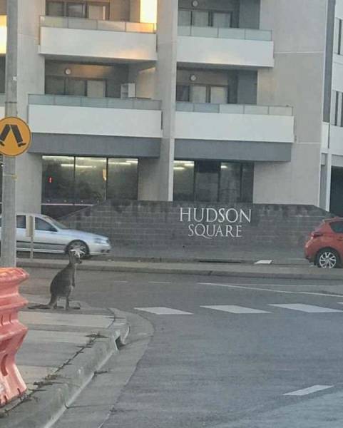 Australia: Yes Or No? Hard Decision!