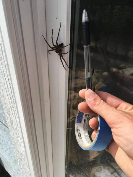 Australia: Yes Or No? Hard Decision!