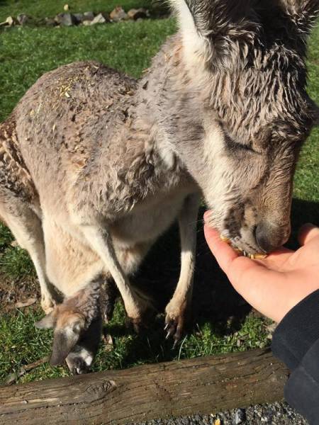 Australia: Yes Or No? Hard Decision!