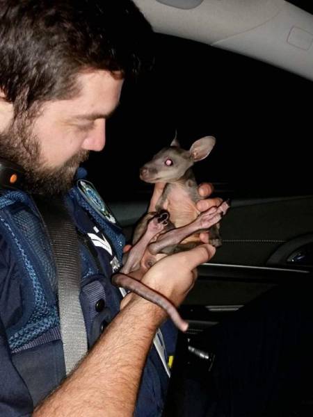 Australia: Yes Or No? Hard Decision!