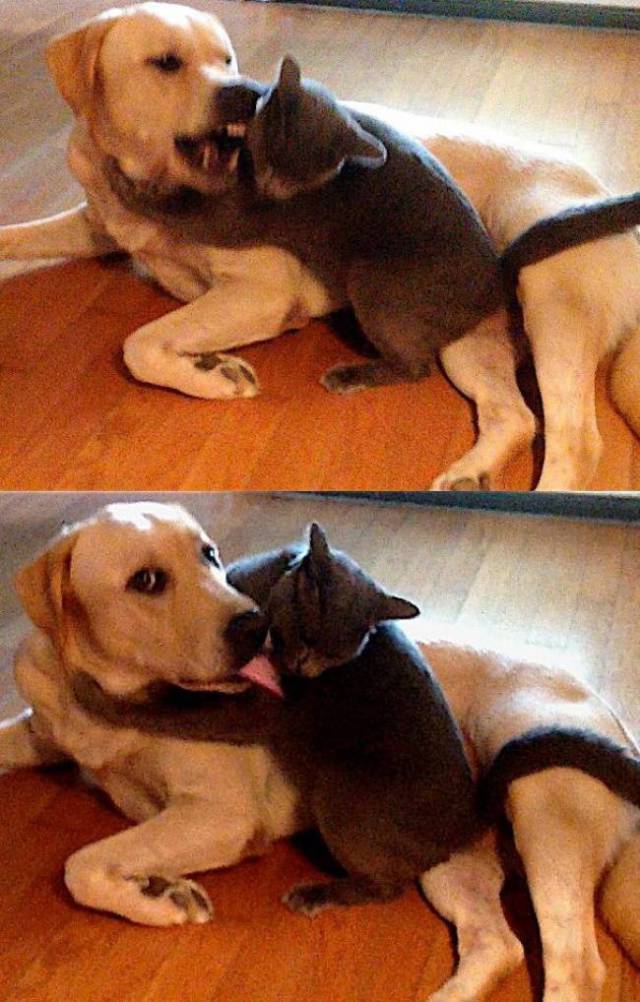 Cats And Dogs Together Are An Explosive Mix