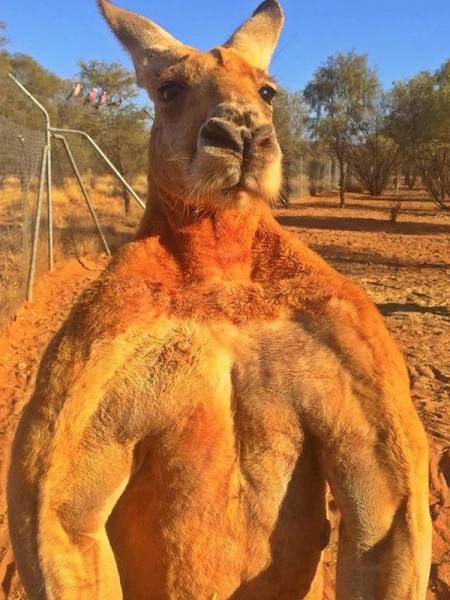 Australia: Where Very Good Comes With Very Bad