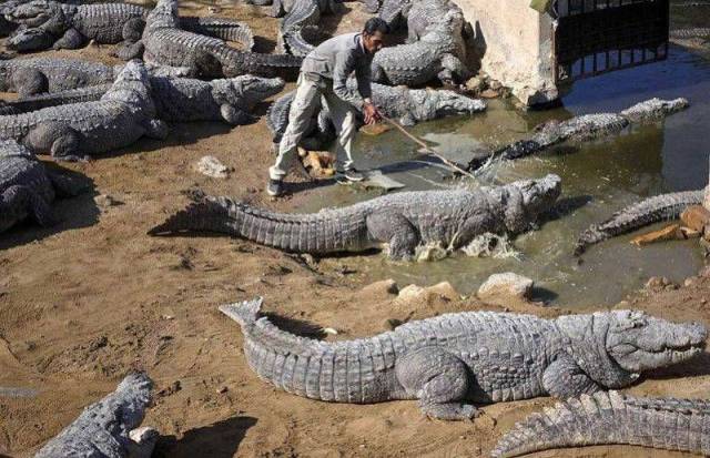 Darwin’s Award Will Never Run Out Of Competitors