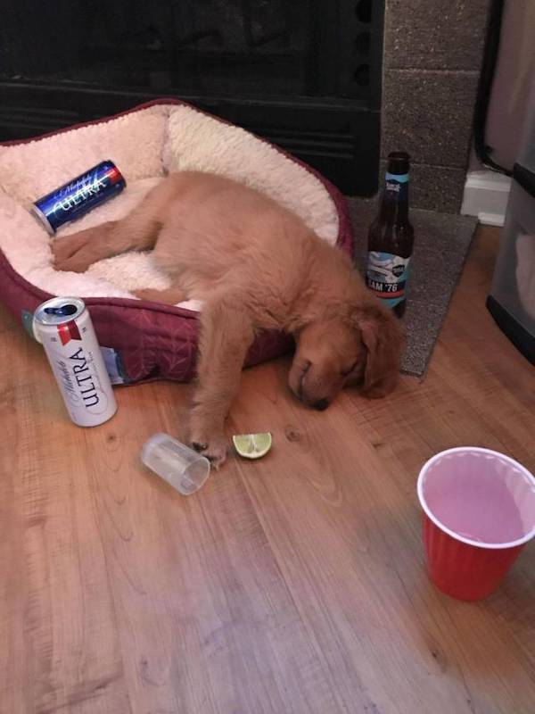 Drunk People Do So Many Stupid Things