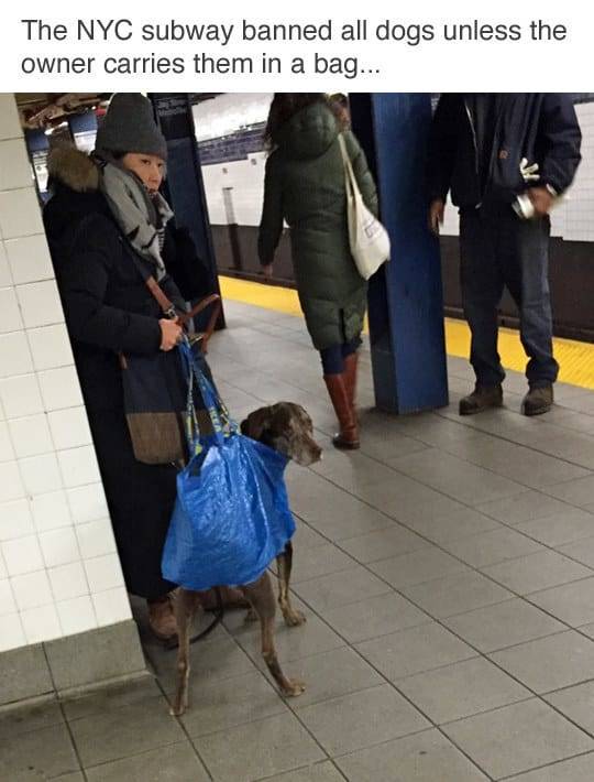 The Funniest Stuff Internet Could Provide