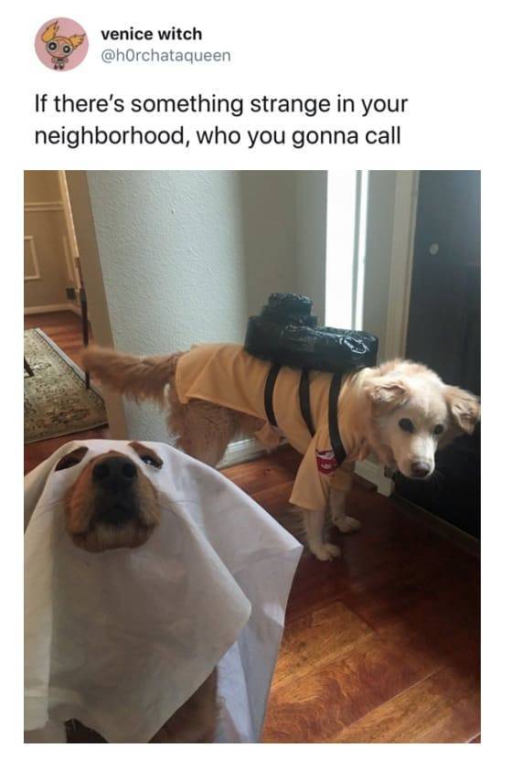 The Funniest Stuff Internet Could Provide