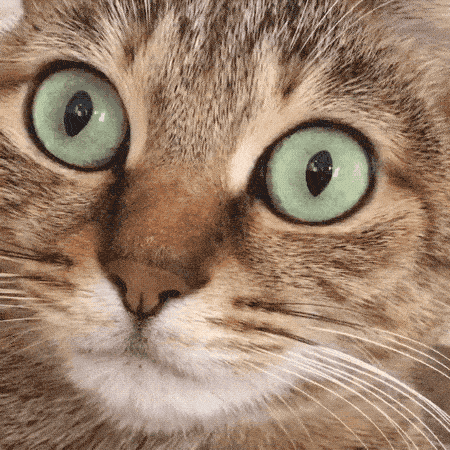 Hypnotists Could Use These GIFs As Their Tools