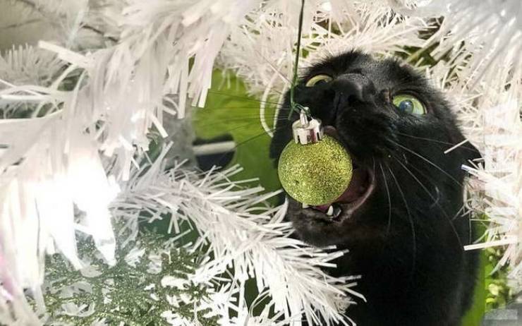 Photographers Who Found THE Perfect Moments