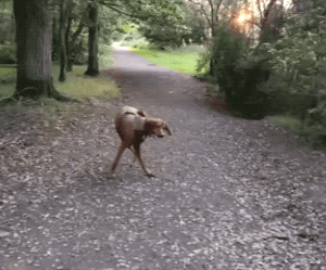 You Didn’t Expect These Unexpected GIFs