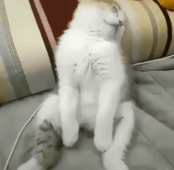 You Didn’t Expect These Unexpected GIFs