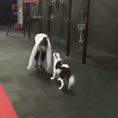 It’s Dog Day Every Day!