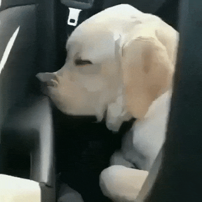 It’s Dog Day Every Day!