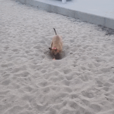 It’s Dog Day Every Day!