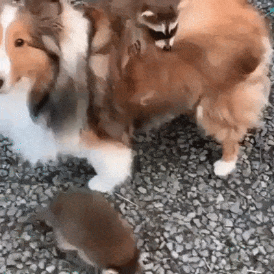 It’s Dog Day Every Day!