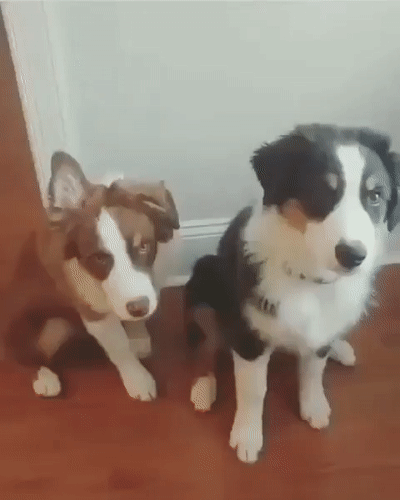 It’s Dog Day Every Day!