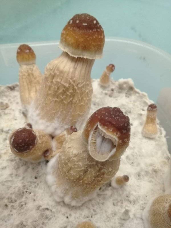 That’s A Real Big NOPE…