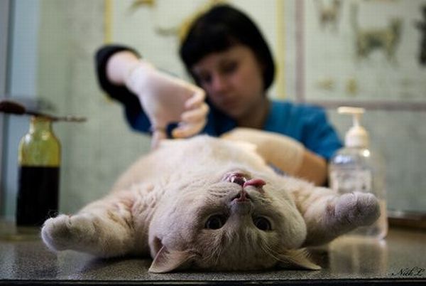 Funny picdump (97 pics)