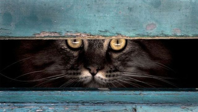 Funny picdump (97 pics)