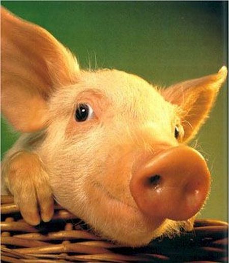 Funny picdump (125 pics)