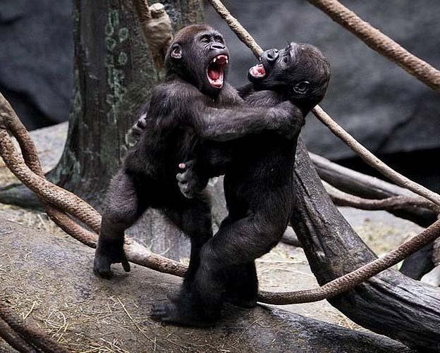 Funny picdump (129 pics)