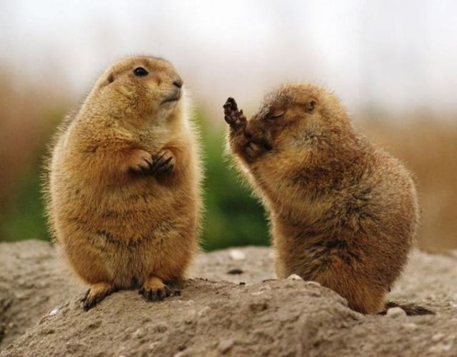 Funny picdump (129 pics)