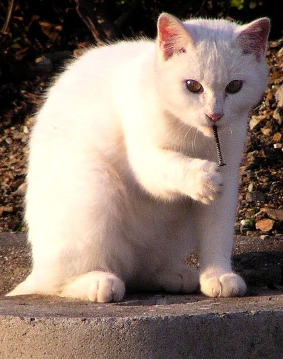 Funny picdump (129 pics)