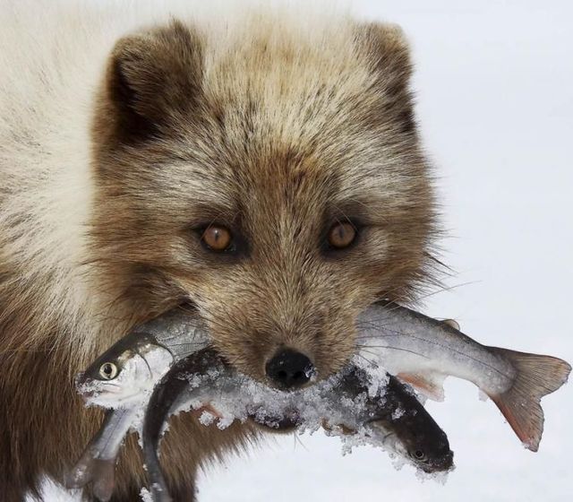 Funny picdump (129 pics)