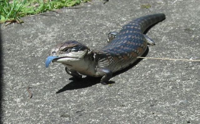 Funny picdump (129 pics)