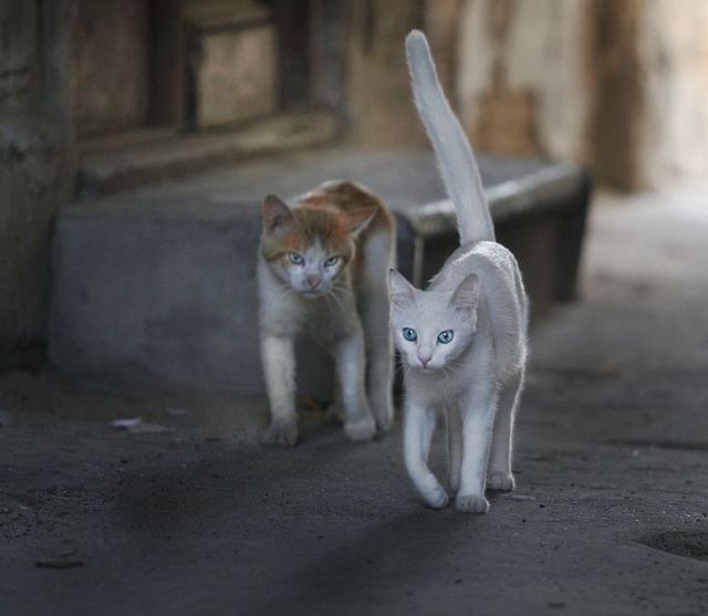 Funny picdump (129 pics)