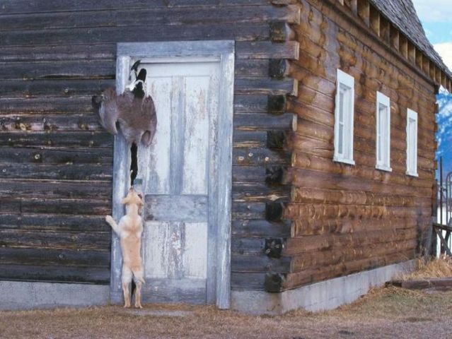 Funny picdump (100 pics)