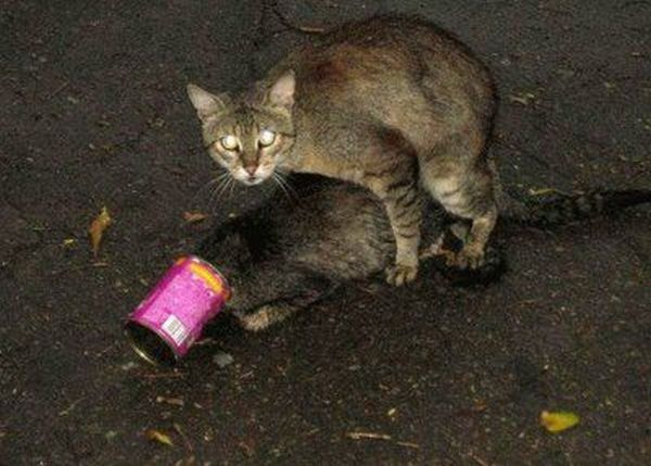 Funny picdump (100 pics)