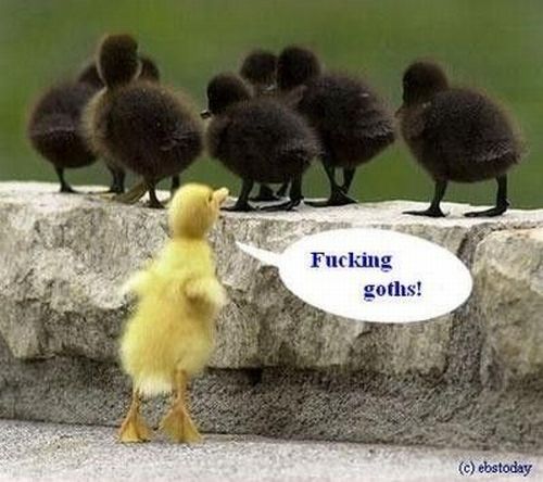 Funny picdump (100 pics)